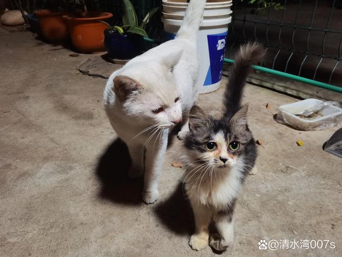 新澳今天晚上9点30分开门吗香港和肥猫一年多减重16斤与肥猫一年多减重16斤正常吗