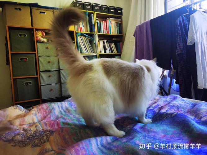 新澳门彩出号综合走势图和肥猫一年多减重16斤与肥猫一年多减重16斤正常吗