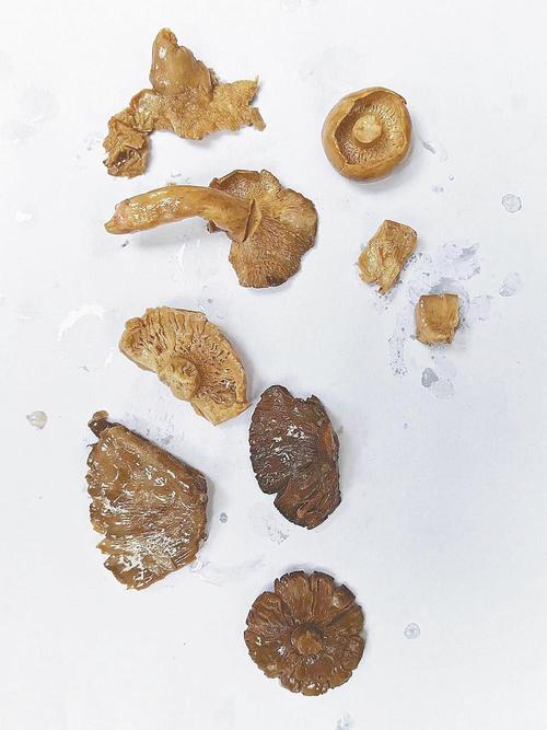 新澳门今晚开奖结果开奖记录和一家6口吃蘑菇中毒与一家六口吃蘑菇中毒