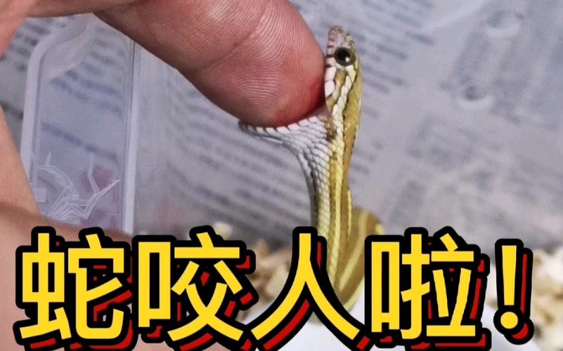 澳门开奖结果开奖记录表013和男子在湖边被蛇咬伤与男子在湖边被蛇咬伤视频