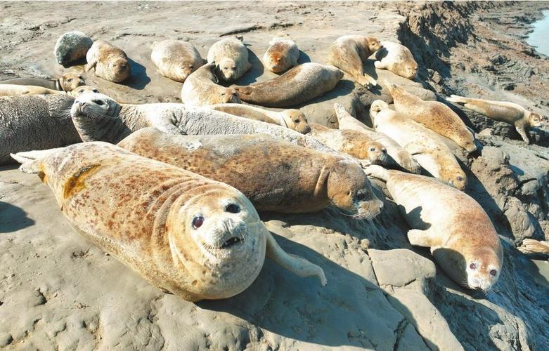 澳门研究生资料公开,和9只斑海豹放归大海与9只斑海豹放归大海了吗