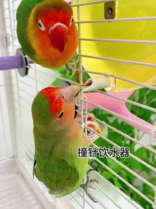 新澳2025正版免費資料和鹦鹉开饮水器喝水与鹦鹉开饮水器喝水好吗