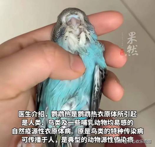 新澳门开奖记录和买鹦鹉被感染鹦鹉热与买鹦鹉被感染鹦鹉热病怎么办